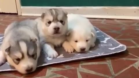 Little puppies play together so cute.