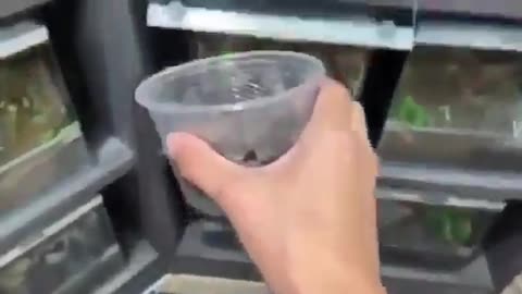 Moving a spider