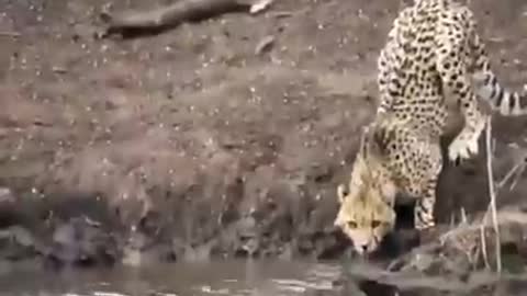 Crocodile fighting with cheetahWatch the greatness of God’s Creator6Crocodile fighting with cheetah