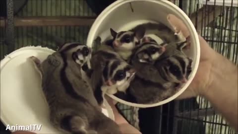 Watch These Adorable Sugar Gliders Take Flight!