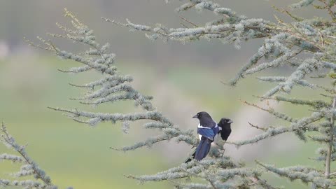 Elster Birds Tree Courtship Behavior Mating Season