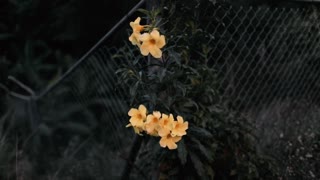 Yellow flowers in a garden near to a wire mesh