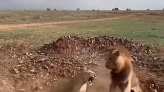 Lioness Protect the Cubs from young Male 😱🦁