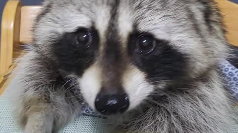 Raccoon sits at the baby's table and eats black sapphire grapes