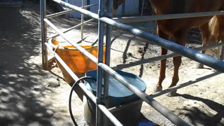 Horse Playing with a Hose