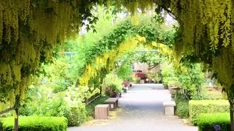 Golden chain - Bayview Gardens - Langley
