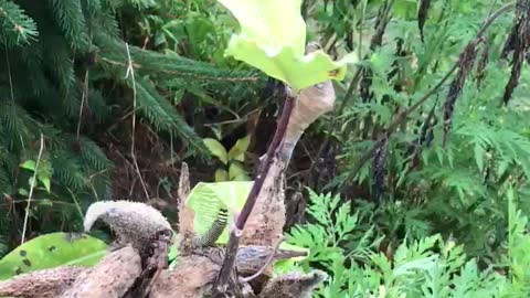 Collecting butterfly larvae at a tree farm