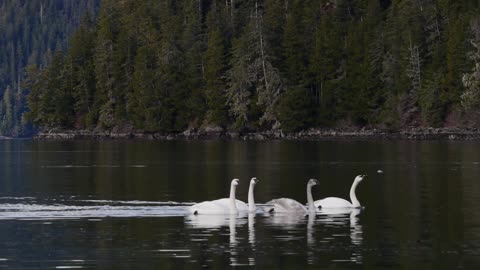Couples Of Trumpeter Swans Swimming In Bond