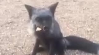 Wild fox joins campers for meal time