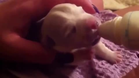 Bottle feeding a 2 days old West Highland terrier puppy (Moonlight Haze Bird Creek)