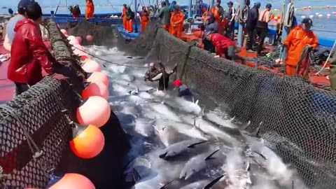 Harvest Giant Bluefin Tuna, Tuna Fishing Nets On Modern Boat - BLUEFIN TUNA Cutting in Factory