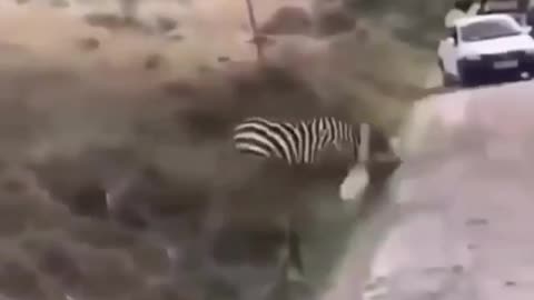 Fierce Battle between Lions and Zebras