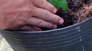 Rooting Hydrangea