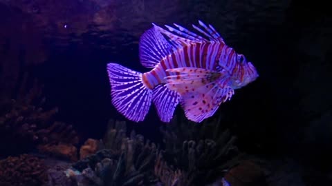 Beautiful coral reef fish relaxing ocean fish & stunning aquarium relax music
