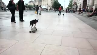 Skateboarding Dog