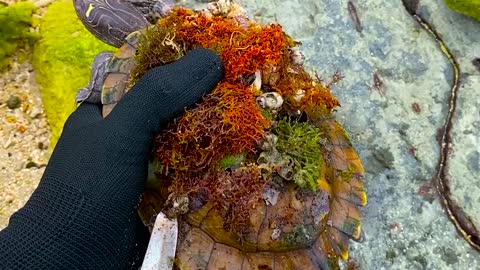 Lucky sea turtle were rescued in time to remove barnacles and the net clinging to the shell