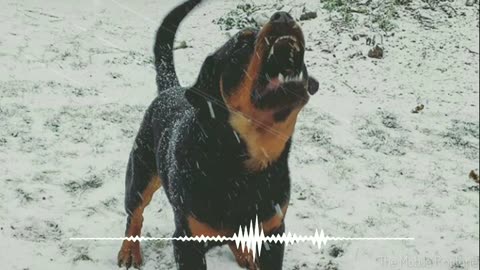 Dog barking sound - dog sound effect