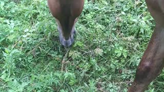 Mule Eating Grass