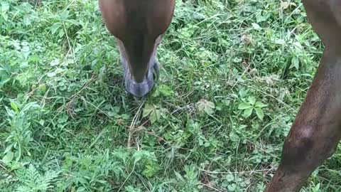 Mule Eating Grass