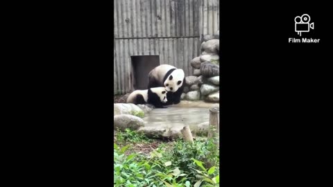 Mother and baby panda cute moments