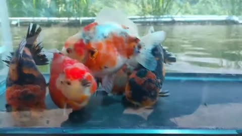 The most beautiful thailand goldfish collection-9