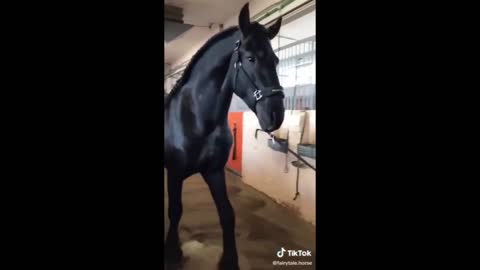 Incredible Friesian Horses // compilation