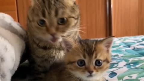 Nothing can stop my mother from licking my hair!