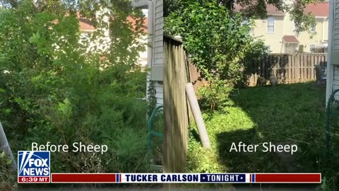 Tucker Carlson tonight; you can now rent your sheep to mow your lawn