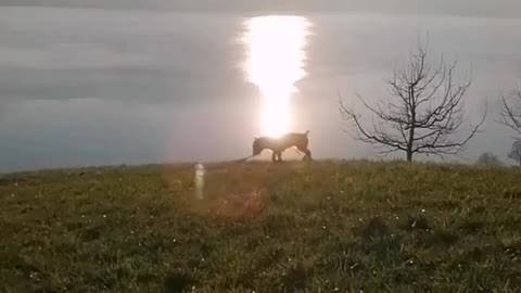 Crazy dog is happy to be outside. English Bull Terrier plays on his fafourite place