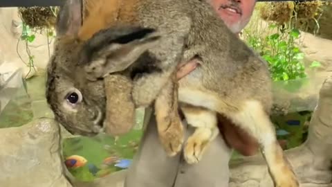 Big Rabbit To Scare Anyone