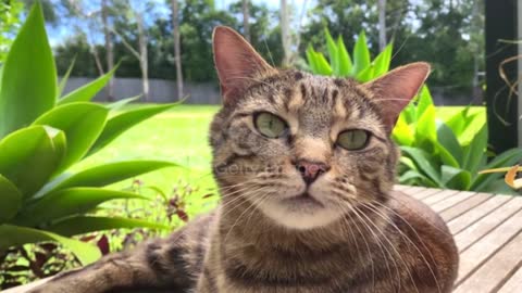 Exotic Shorthair Cat