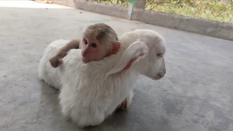 CUTIS helps dad feed baby goats with milk cute#181