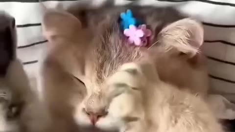 Cat videos cute cats kittens 😻