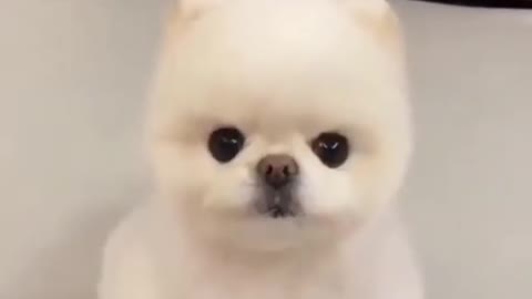 WORLD cutest Dog EVERshorts_1080p