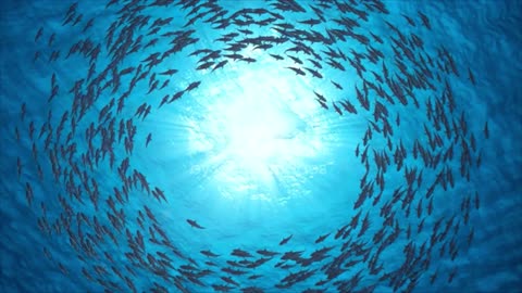 School Of Fish.Sharks swim in a circle