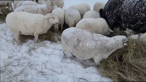 Sheep Farming in a Blizzard 2: Digging My Way to the Animals. Reflecting on My Winter Decisions