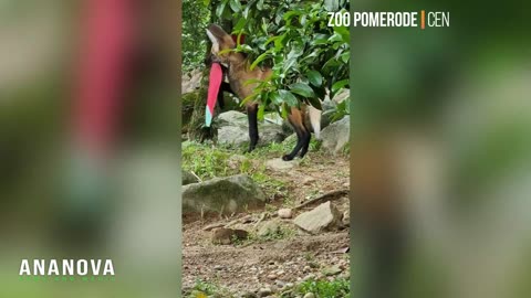 Rare Wolf Mistakenly Adopted As Pet Dog Finds New Home In Zoo