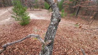 [POV] Tree Climbing Parkour