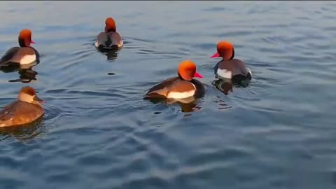 Thousands of pochards spend the winter here, swimming and diving for food.