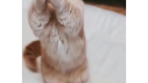 Cats funny dance video.😆