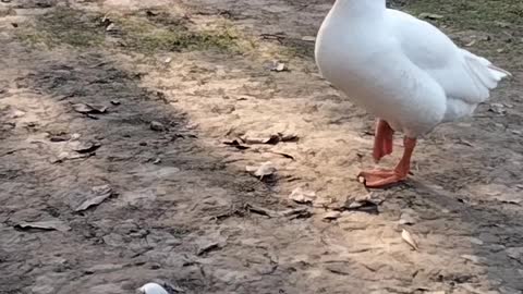 Goose 🦆 Sounds Video By Kingdom of Awais