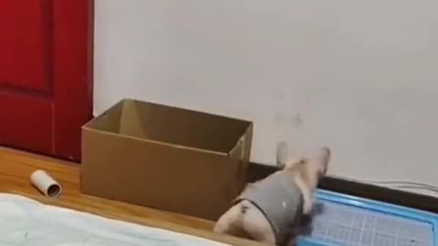 Try not to laugh! Dog tries to get inside box