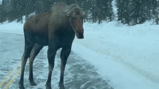 Moose on the Loose