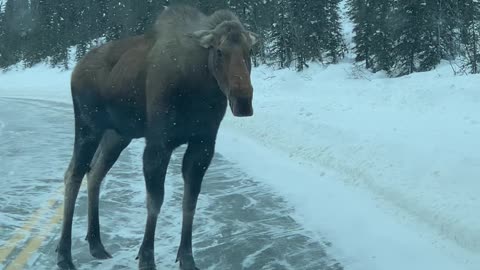 Moose on the Loose