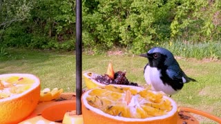 Beautiful Black-throated Blue Warbler Captured At Oriole Feeder