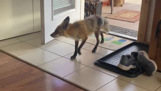 Fox visits us