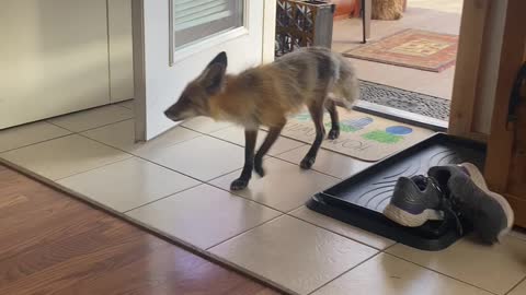 Fox visits us