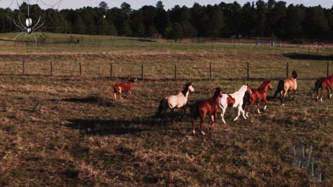 Horses Headed back Home in the Early Morning 4K