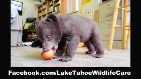 Orphaned Bear Cub _Tahoe_ at Lake Tahoe Wildlife Care
