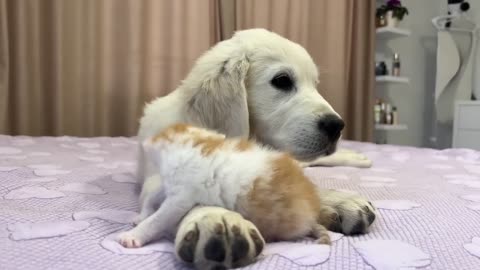 Tiny Kitten Wakes Up Golden Retriever Puppy